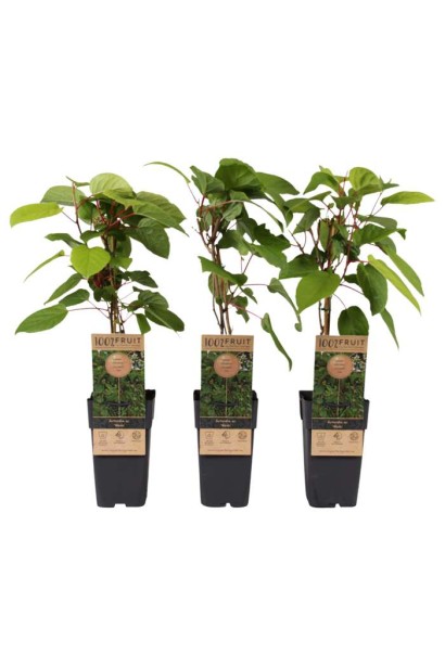 Актинідія аргута Вейк купити